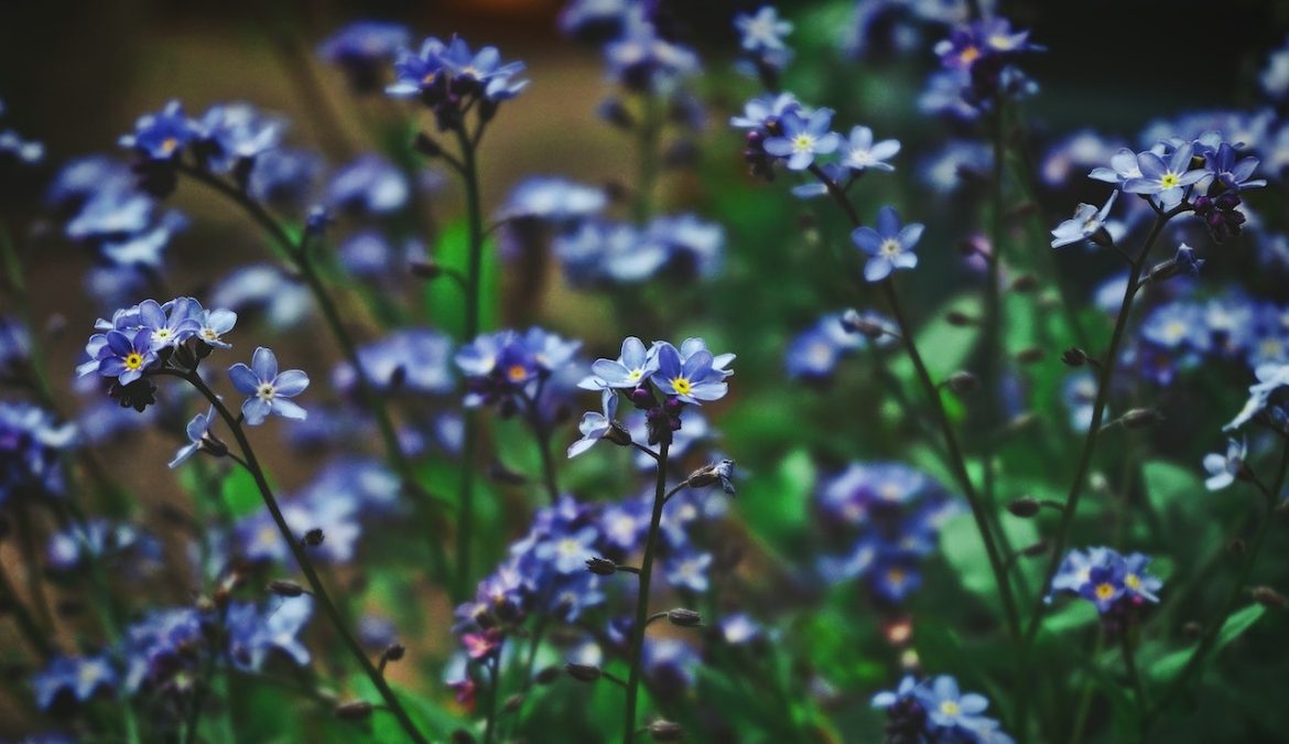 Hoe kies je de juiste tuinplanten? Hoe kies je de juiste tuinplanten?